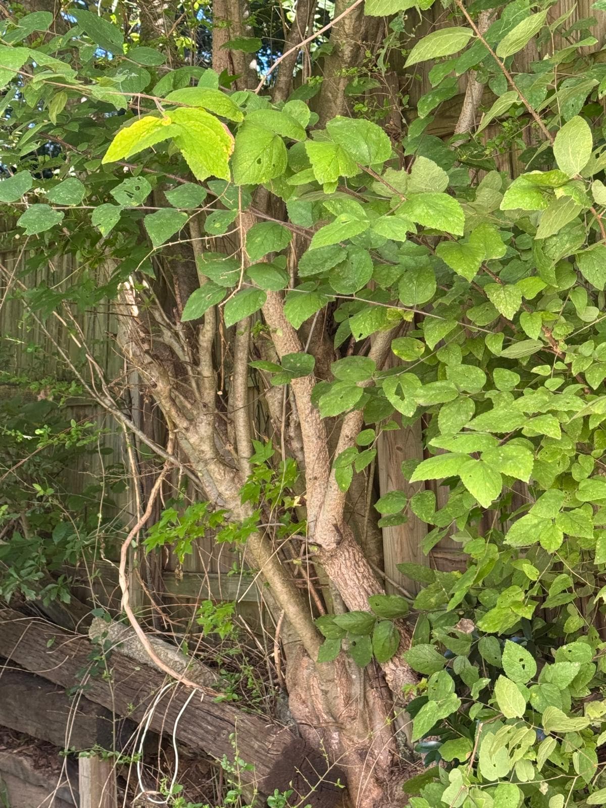 New construction painting